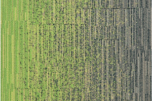 Ковровая плитка Milliken LayLines llt 141-103-173-06 Zing-Sweater фото  | FLOORDEALER